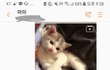 엄마한테 고양이 사진 좀 찍어서 보내달랬더니..