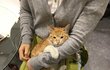 부산 남포동 새끼냥이 줍줍 혹시 주인분 잃어버리셨나요?