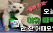 3색 시바견과 함께 생활중인 쯔카유 오빠입니다 ^^ 이번주도 화이팅!