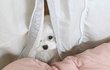 울집 댕댕이