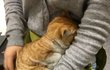길냥이 입양처 급하게 구합니다
