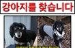 (용인-기흥구) 강아지를 찾습니다