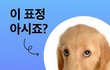 강아지가 이런 표정 짓는 이유ㄷㄷ
