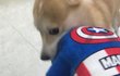 우리집 댕댕이 빡쳤어요