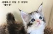 아기 메인쿤 냥이