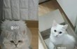 페르시안친칠라 성장일기『1』