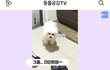 푸들이 그렇게 사람 같다는데