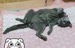 콩이와 흰둥이