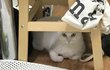 삼둥이 아닌 삼덩이(?) 보고 가세요ㅎㅎ