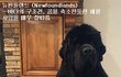CG로 오해받는 '뉴펀들랜드'