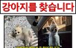 광주서구 강아지를찾습니다