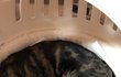 고양이 중성화후 마취쇼크