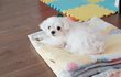 우리집 강아지 목욕 후 ㅎㅎ