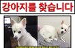 부천)강아지를 찾습니다. 스피츠/