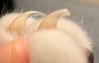 고양이 발톱 이정도 깎아줘도되요?