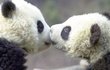 귀여운 판다 어디까지 봤니?