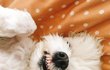 나 고양이 자랑할꼬양 2