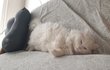고양이 지코 무기력하지만 귀여워