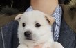저희엄마는 유기견입니다