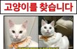 경기도 광주 목동 탁묘처에서 하얀고양이 실종됐어요ㅠㅠ 제보부탁드립니다ㅠㅠ