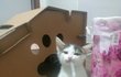 베스트에 올랐던 음료먹던 아기고양이 근황