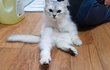 저도 자랑한번 해볼랍니다 귀여운 고냥이 초롱이를 소개할께요^^