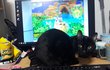 우리집 고양이만큼 방해 개쩌는 고양이 있음?