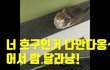 처음봤는데 밥 달라우는 길고양이..ㅎㅎ