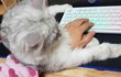 저도 자랑한번 해볼랍니다 귀여운 고냥이 초롱이를 소개할께요^^ 2탄