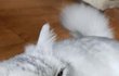 저도 자랑한번 해볼랍니다 귀여운 고냥이 초롱이를 소개할께요^^ 3탄