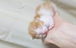 [고양이] 우리집 삼냥이들