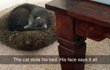 댕댕이 VS 고양이!