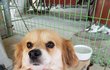 눈망울이 슬픈 아이의 가족이 되어주세요