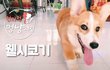 숏다리 매력 최강 _ 웰시코기 편!