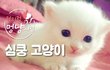 심쿵 냥냥이 모음!