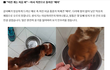 복제견 메이를 아시나요??