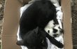 고양이 입양이나 도움은 어떻게 받아야 할까요?