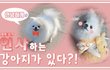 인사도 할줄아는 호야! 너무 귀엽지 않나요 ㅜㅜ