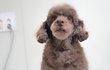 상문/푸들/남아/4살/3.5kg  우직한 상문이예요.