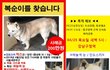복순이를 잃어버린 애견호텔 사장님의 잠수..