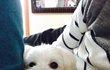 2탄)오진으로 반려견을 보냈습니다