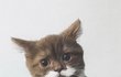 보자마자 심쿵한 '콧수염 냥이'
