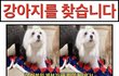부천) 말티즈 복이를 찾습니다. (2키로/여아-중성/칩없음)
