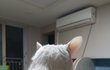 +)우리 고양이 승모근쩐다?