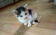 고양이 정보좀 주세요~부탁드려요~^^