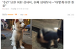감사감사))성폭행당한 이천 강아지 청원 부탁드립니다!!!!!