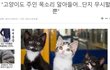 사무실 악독한주인21 개냥이