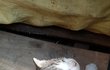 아기 고양이 구조할 방법 좀 알려주세요
