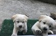 믹스견 강아지 개농장(식용)으로 보낸데여 ㅠㅠ