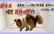 똑똑한 강아지 배변훈련 시켜보니...